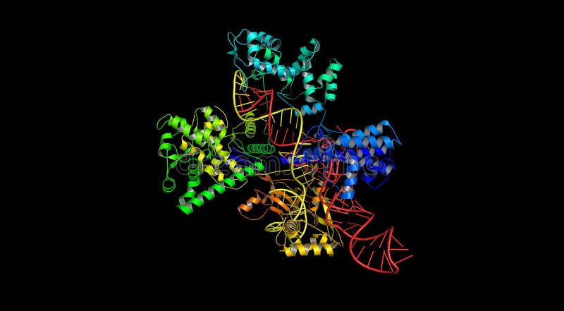 CRISPR/Cas9 molecular structure - system for editing, regulating and targeting genomes. stock illustration