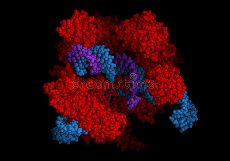 CRISPR/Cas9 protein vector illustration