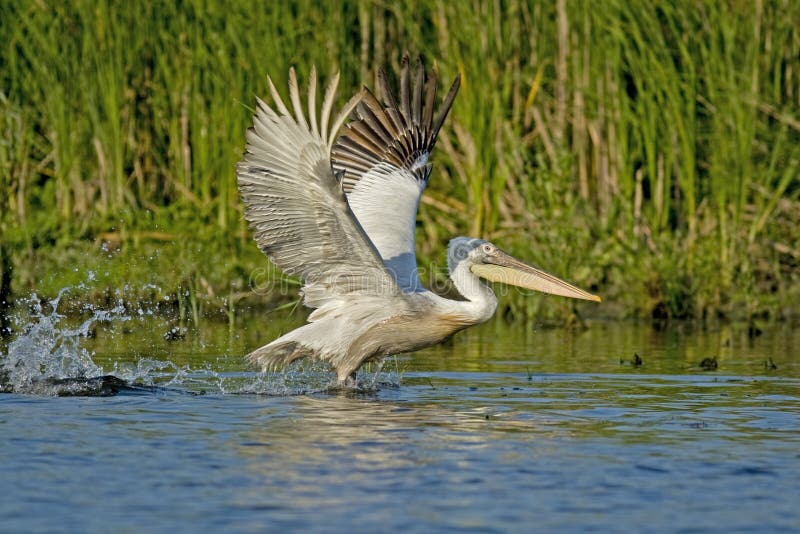 Crispy or Dalmatian Pelican taking off