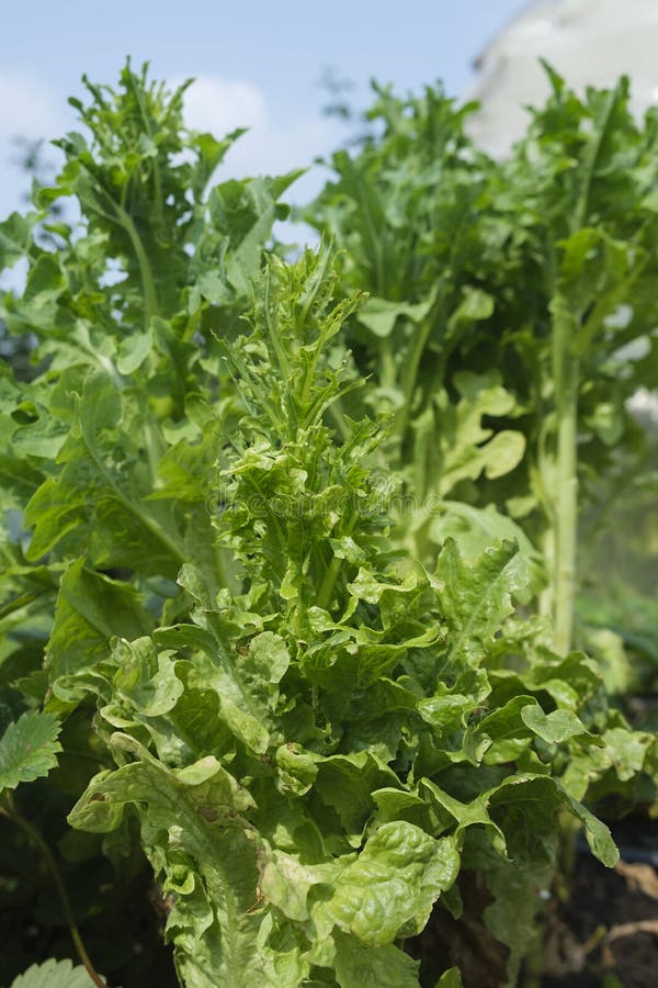 Crispy Ripe Green Lettuce Leaves on the Garden Bed Stock Image Image