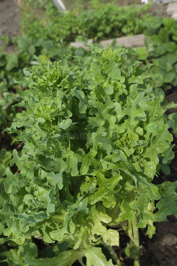 Crispy Ripe Green Lettuce Leaves on the Garden Bed Stock Photo Image