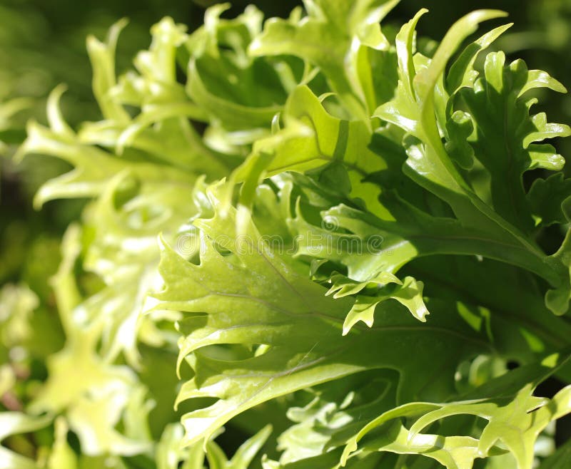 Crissie Birdâ€™s Nest Fern (Asplenium nidus Crissie)