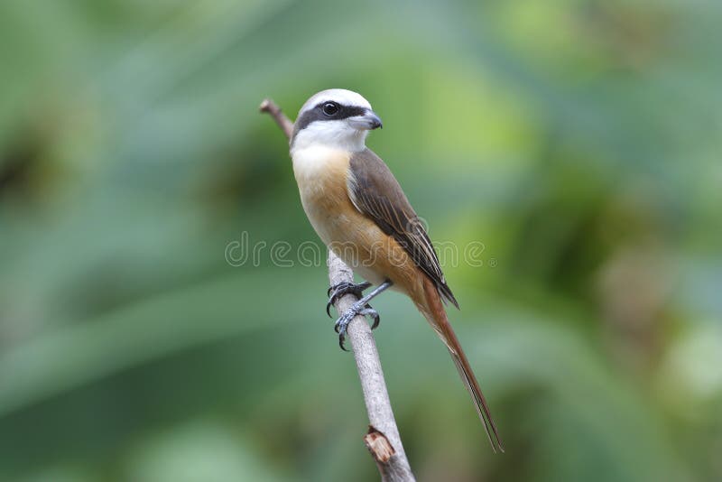 Cristatus del Lanius de Brown Shrike fotografía de archivo libre de regalías Cristatus del Lanius de Brown Shrike fotografía de archivo libre de regalías