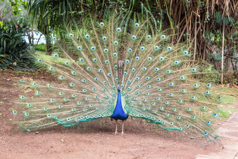 Cristatus indien masculin de Pavo de paon avec la queue ouverte images stock Cristatus indien masculin de Pavo de paon avec la queue ouverte images stock