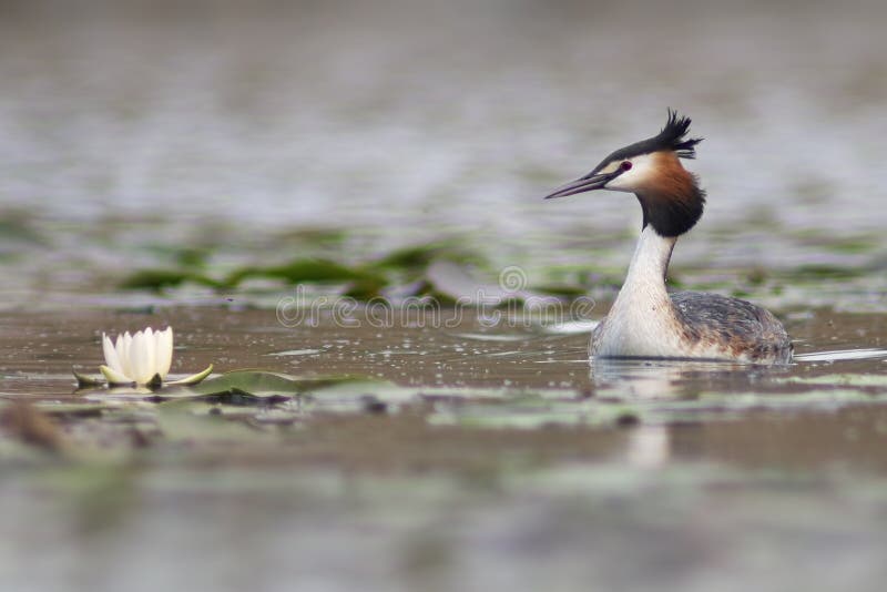 Cristatus μεγάλο λοφιοφόρο Grebe Podiceps στοκ εικόνες με δικαίωμα ελεύθερης χρήσης
