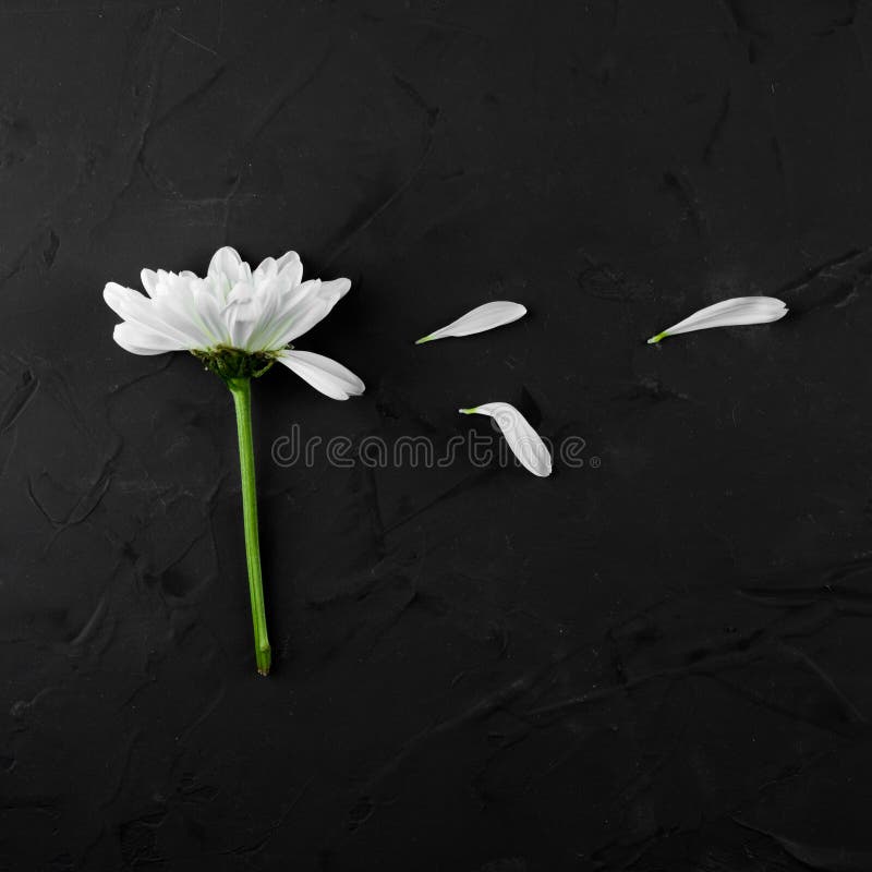 Crisântemo branco com pétalas caídas sobre um fundo preto imagem de stock royalty free