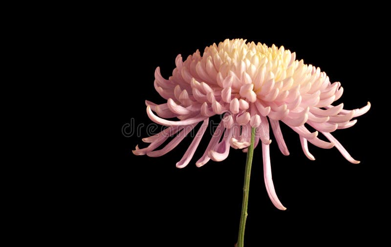 Crisântemo encantador imagem de stock royalty free Crisântemo encantador imagem de stock royalty free