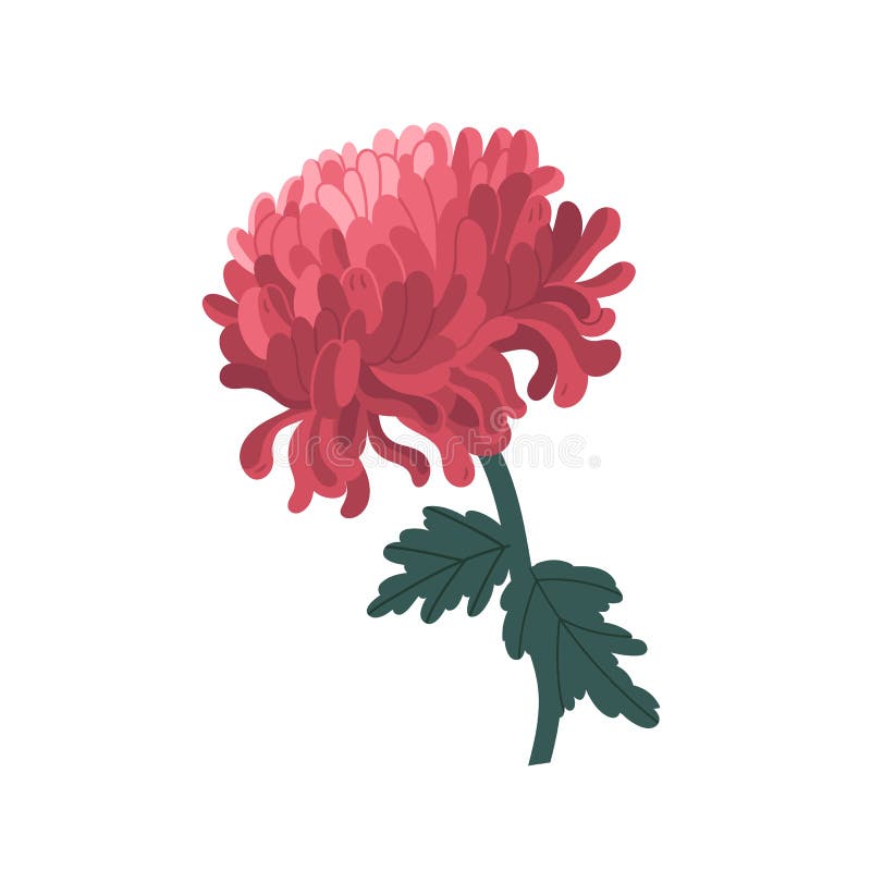 Crisântemo japonês florescente e tenra, com rastro e deixa ilustração vetorial em estilo realista. flor rosa elegante ilustração stock