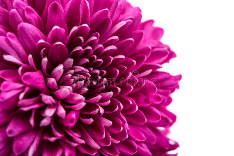 Crisântemo magenta deslumbrante foto de stock