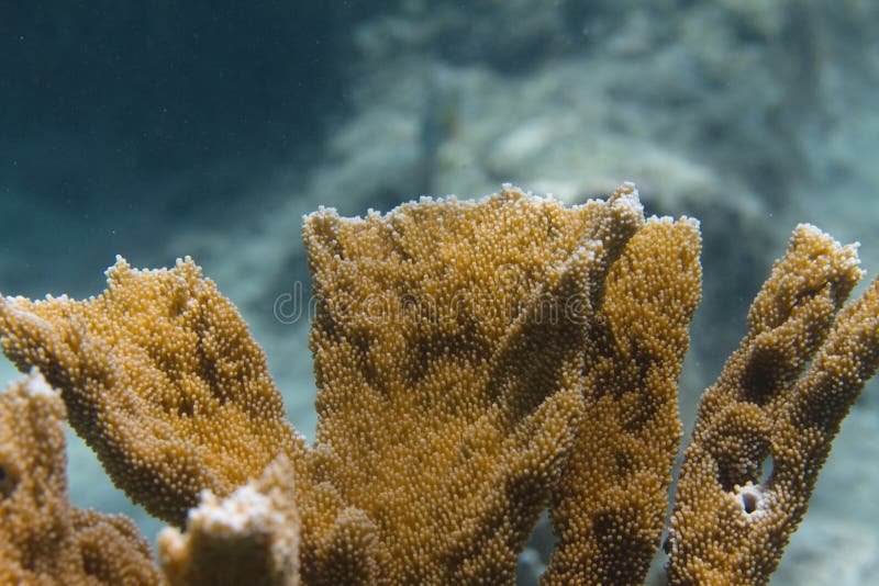 Critically Endangered Elkhorn Coral Stock Photo - Image of central ...