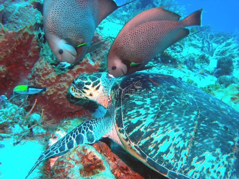 A Critically-Endangered Hawksbill w/ Angelfish stock photography A Critically-Endangered Hawksbill w/ Angelfish stock photography