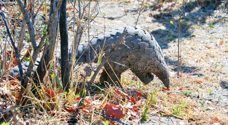 Amazing sight of a Wild Pangolin walking out from behind a bare tree in Hwange National Park, Zimbabwe