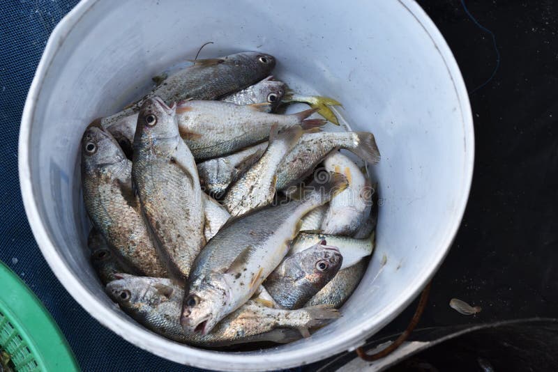 Croaker or Drum Fish in a Container Stock Photo Image of meal, nature 220573142