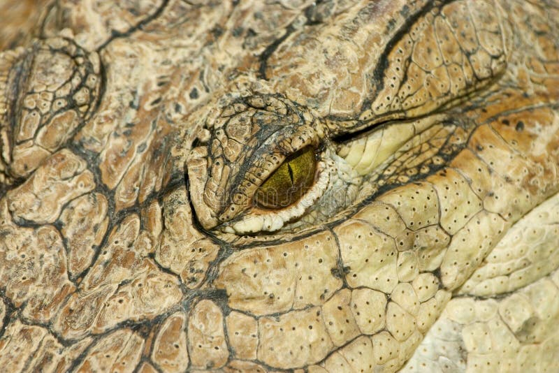 Croc Eye stock photo Croc Eye stock photo