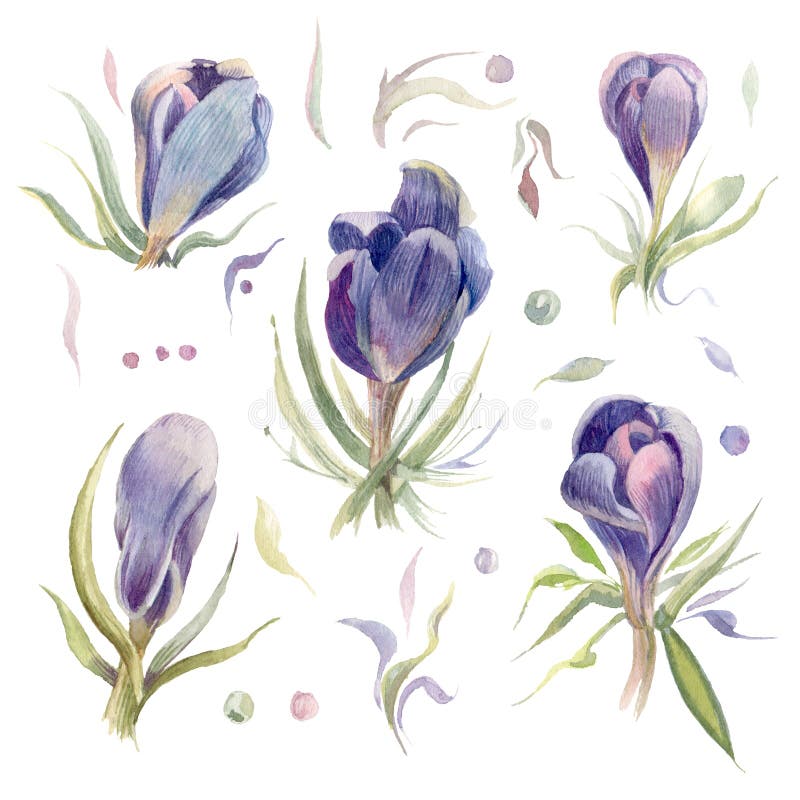 croco Fiori dell'acquerello della primavera isolati su un fondo bianco royalty illustrazione gratis croco Fiori dell'acquerello della primavera isolati su un fondo bianco royalty illustrazione gratis