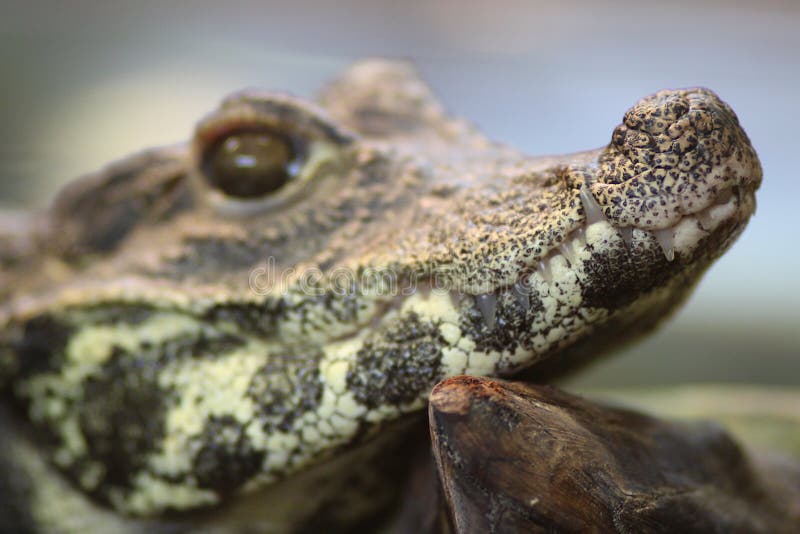 Crocodile stock photo