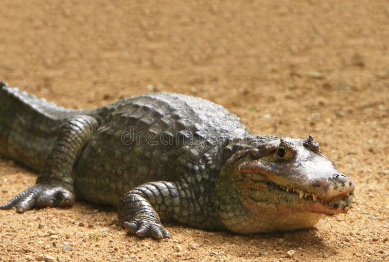 Crocodile