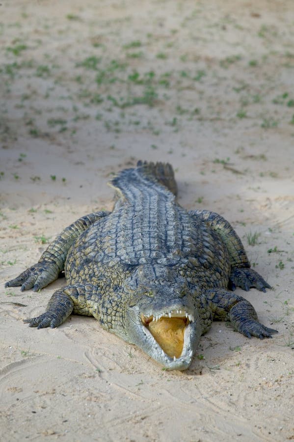 Crocodile