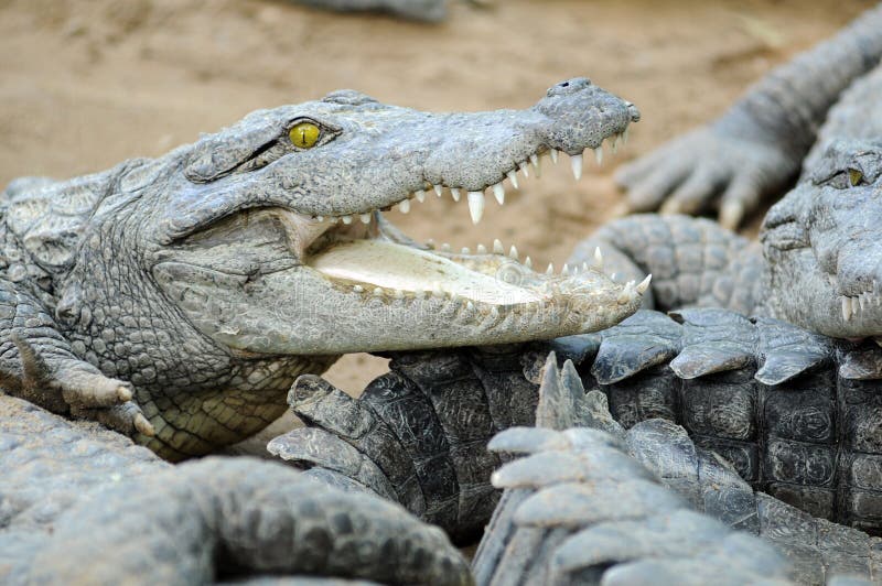 Crocodile stock image. Image of water, asia, wateranimal - 7241267