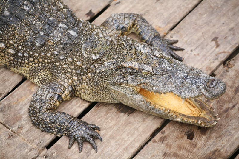 Crocodile baring mouth royalty free stock photography Crocodile baring mouth royalty free stock photography