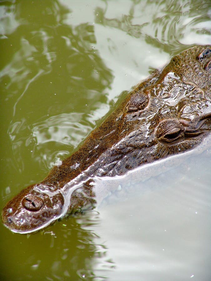 Crocodile black river in the water