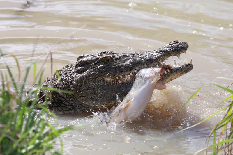 Crocodile Catching Fish stock image. Image of eating 10723575