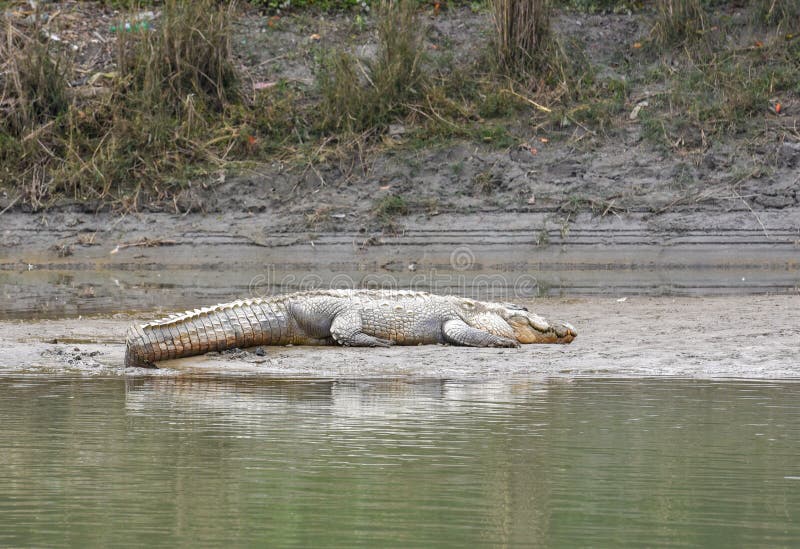 crocodile safari camp chitwan