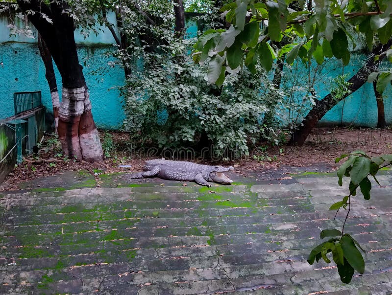 Crocodile Cooling Down Itself royalty free stock photo