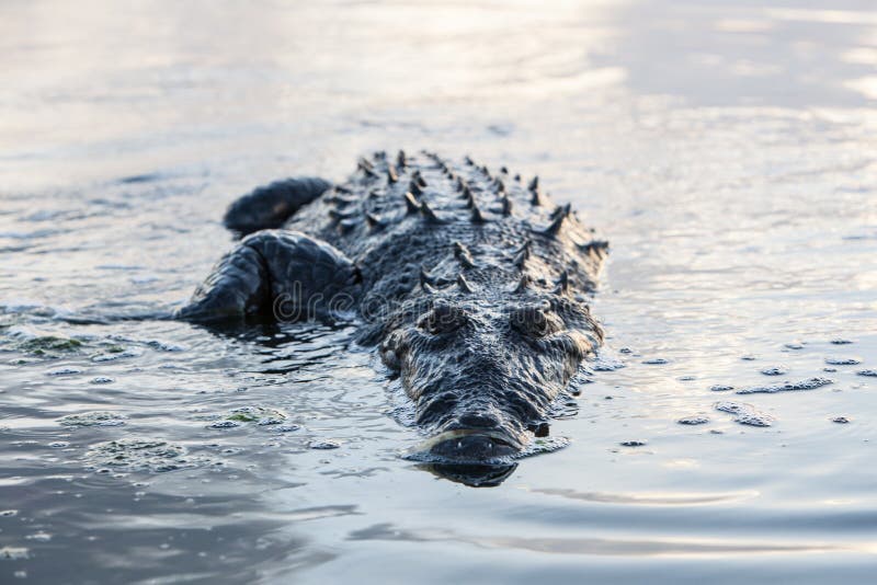 Crocodile Crawling Out of Water