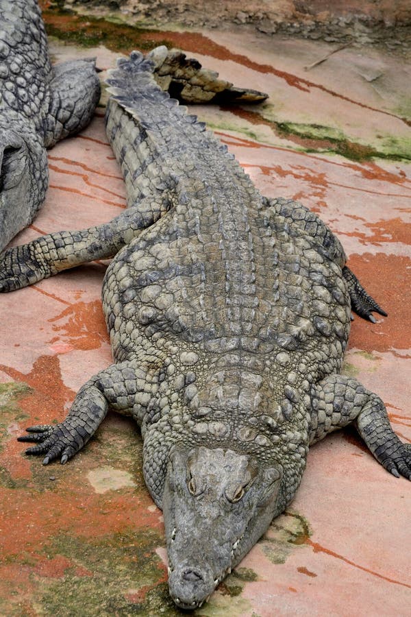 Crocodile stock image. Image of pierrelatte, france, alligator - 67762653