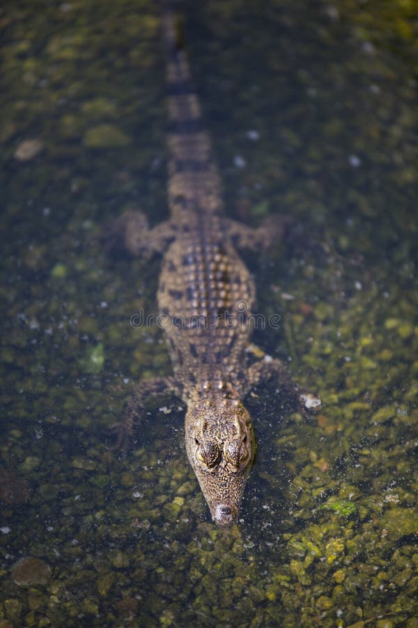 Bebe Lezard Crocodile Connu Sous Le Nom De Crocodylinae Photo Stock Image Du Lezard Herpetologie