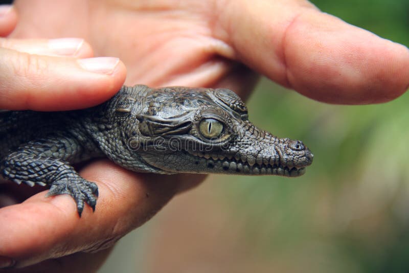 Bebe Lezard Crocodile Connu Sous Le Nom De Crocodylinae Photo Stock Image Du Lezard Herpetologie