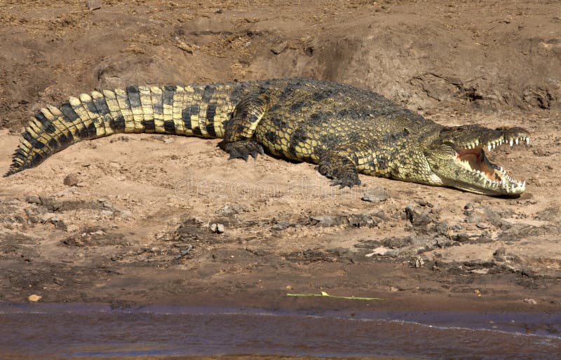 Crocodile du Nil - Botswana