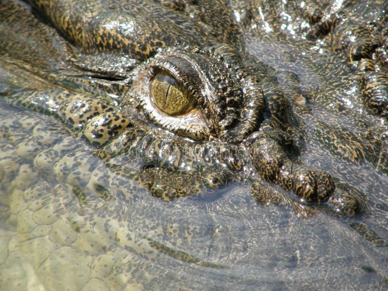 Crocodile eye closeup