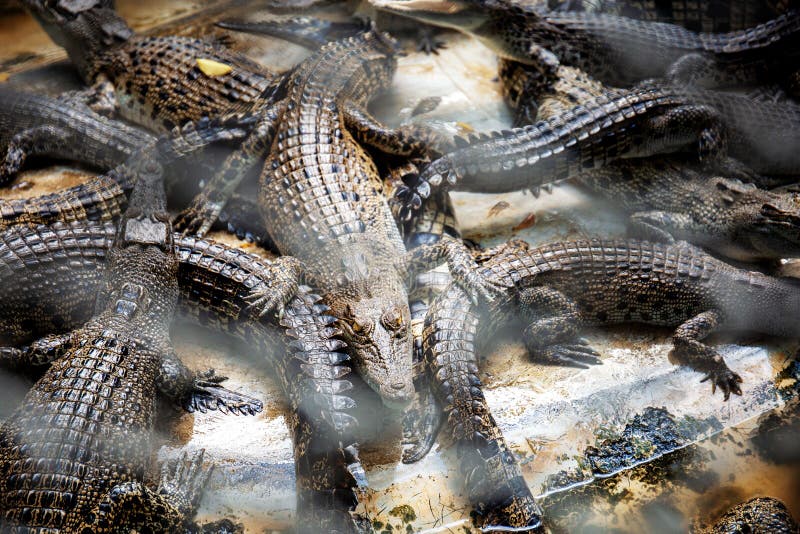 Crocodile in a farm. royalty free stock photos Crocodile in a farm. royalty free stock photos