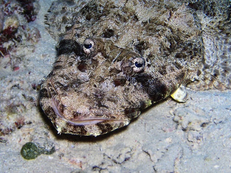 Crocodile fish