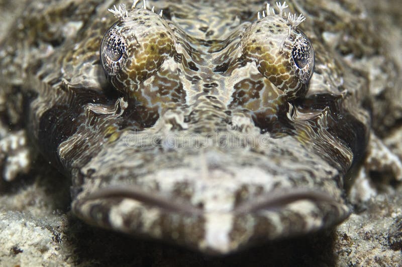 Crocodile fish