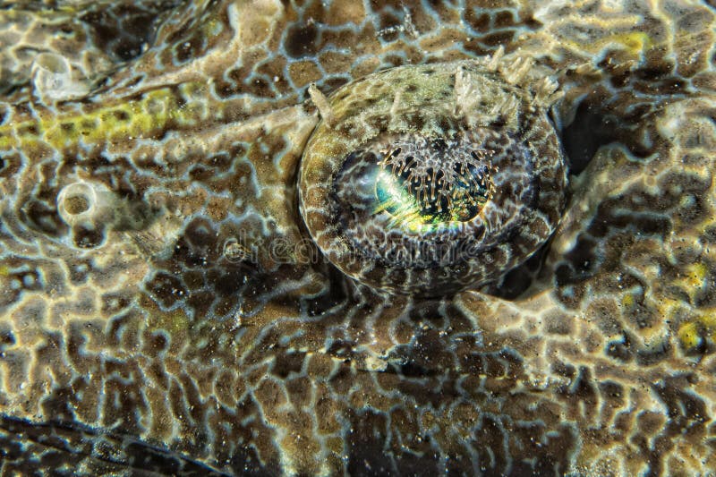 Crocodile fish on sand in Indonesia