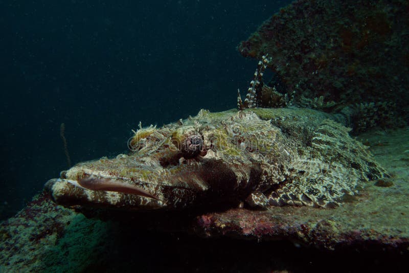 Crocodile fish