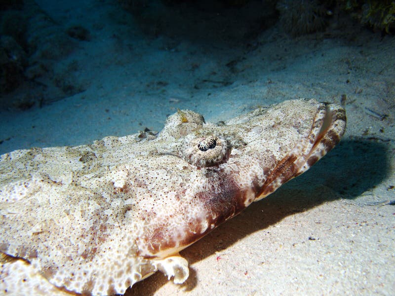 Crocodile Fish