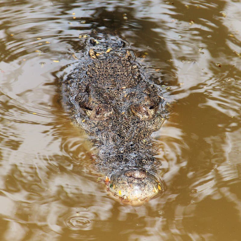 Crocodile hunting in a lake royalty free stock photography