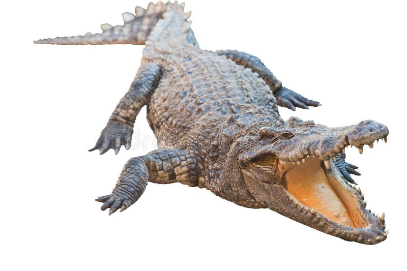 Crocodile isolated with clipping path