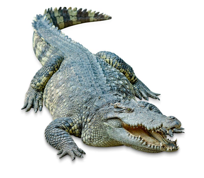437 Saltwater Crocodile White Background Stock Photos Free & Royalty