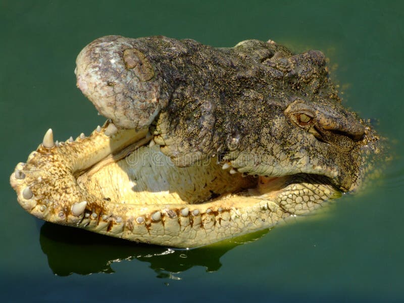 Crocodile with mouth open, Thailand. royalty free stock images Crocodile with mouth open, Thailand. royalty free stock images