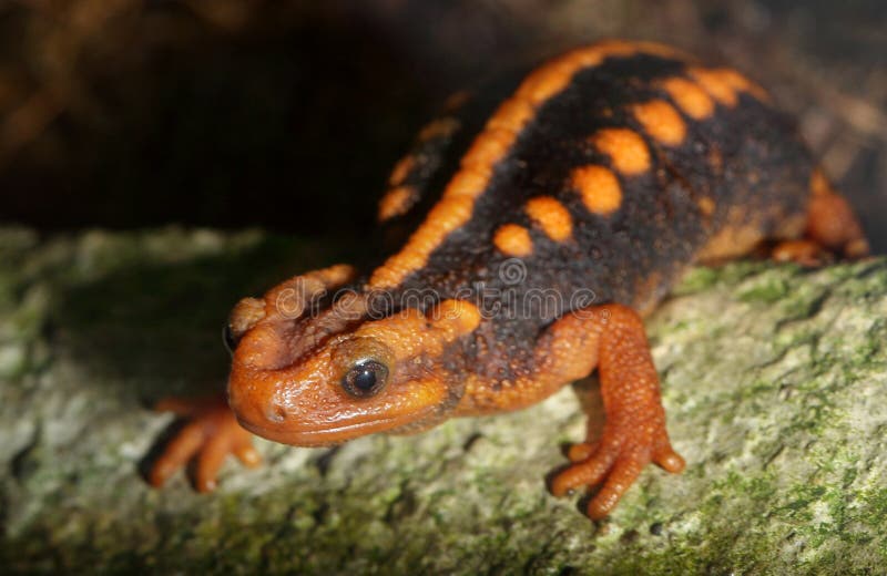 Crocodile newt