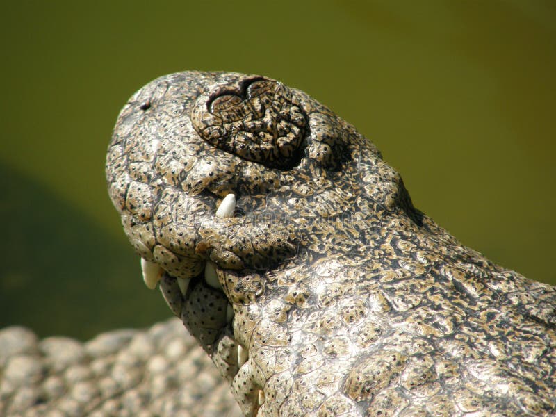 Crocodile nose closeup