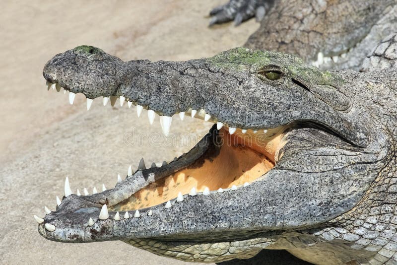Crocodile Side View Jaws Open Stock Photos - Free & Royalty-Free