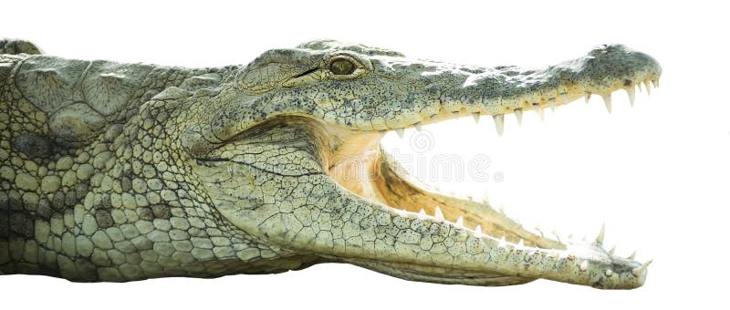 Crocodile with open mouth