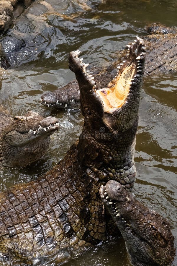 Crocodile Park on the Island of Mauritius. La Vanilla Nature Park Stock ...