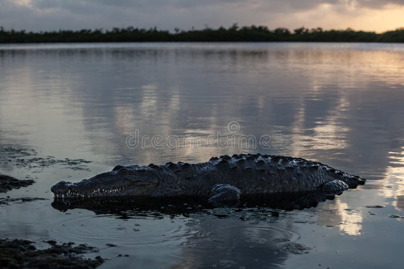 Crocodile On Shoreline
